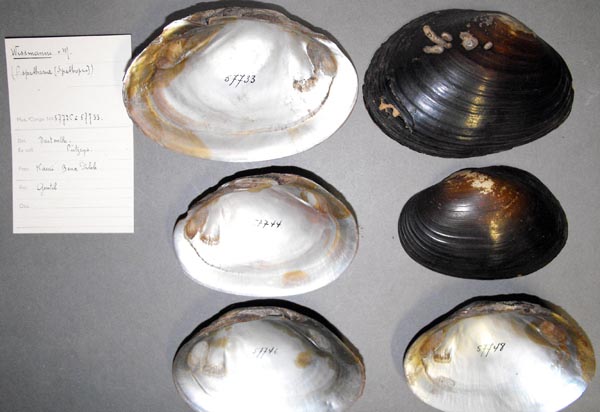 specimen