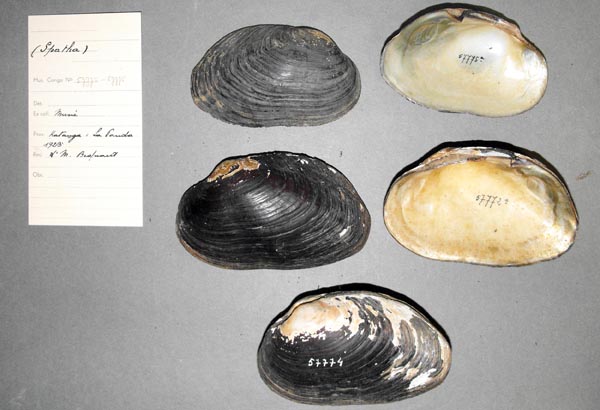 specimen