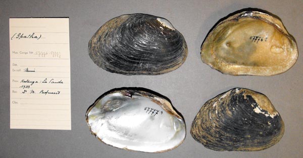 specimen