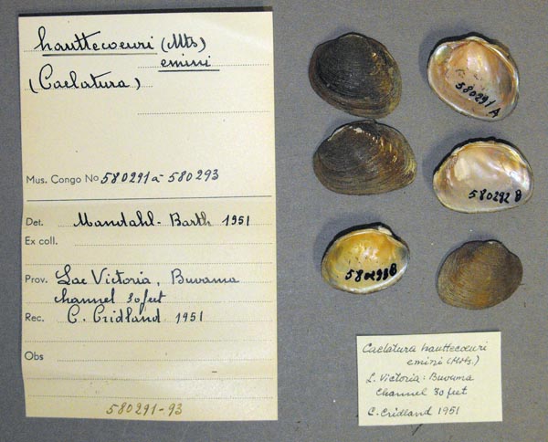specimen