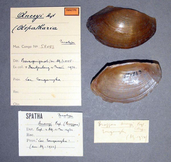 specimen