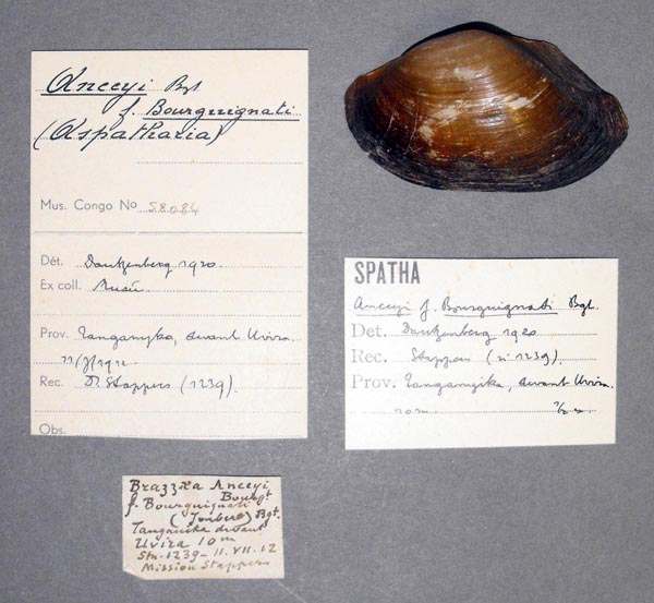 specimen
