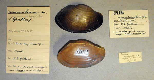 specimen