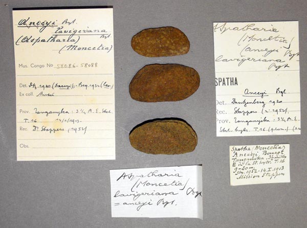 specimen