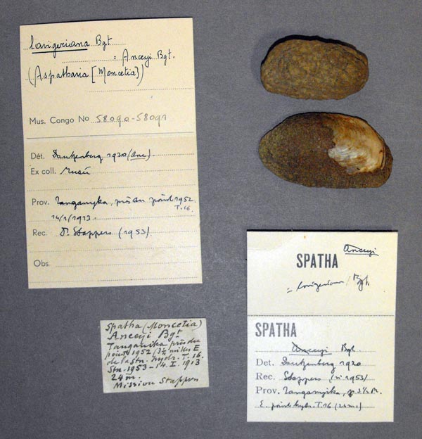 specimen