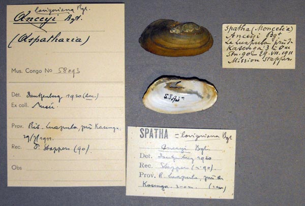 specimen
