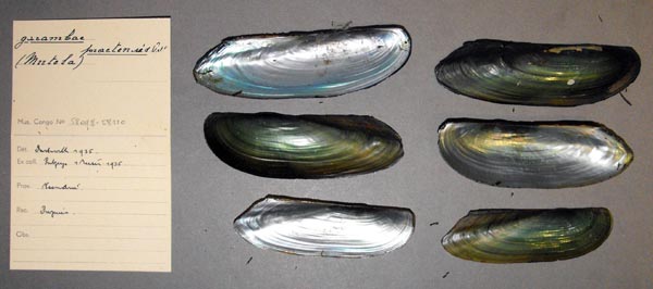 specimen