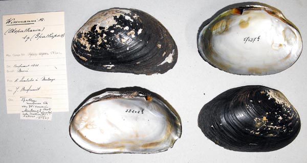 specimen