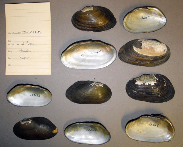 specimen