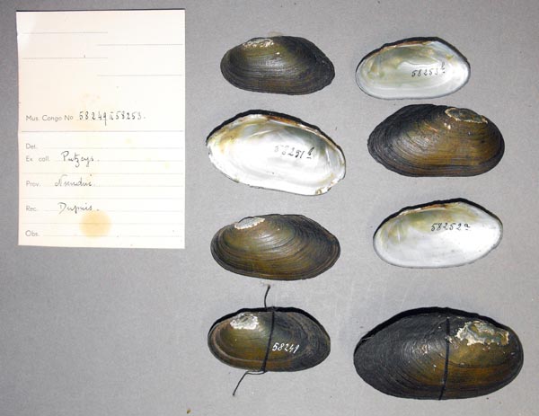 specimen