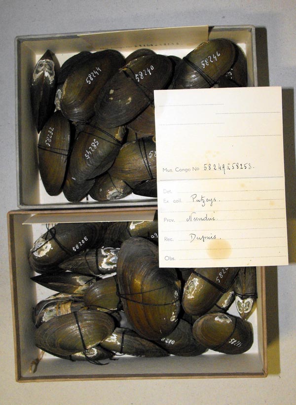 specimen