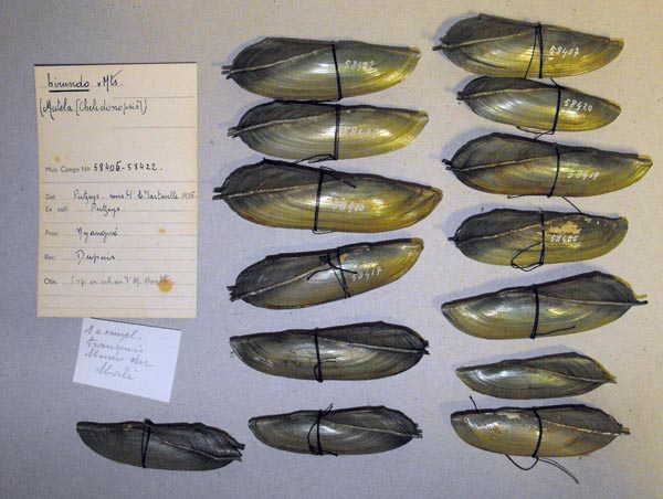 specimen