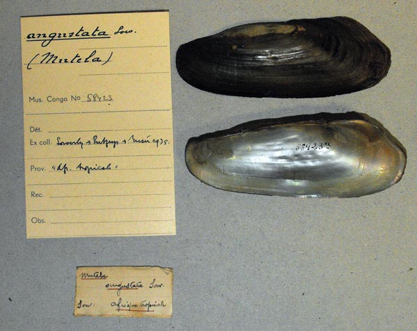 specimen