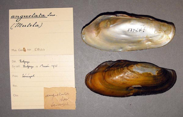 specimen