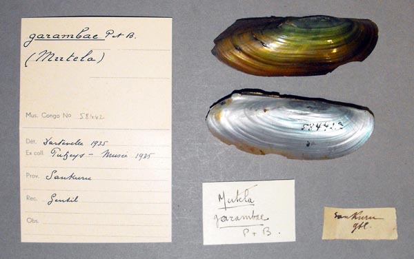 specimen