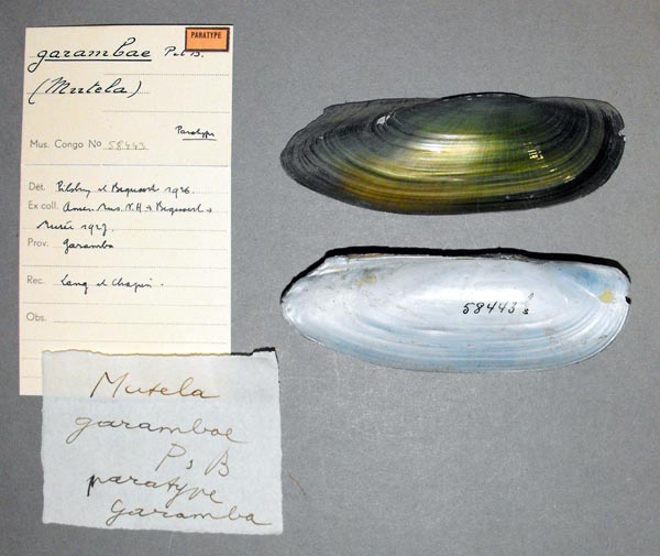 specimen
