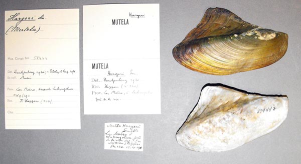 specimen