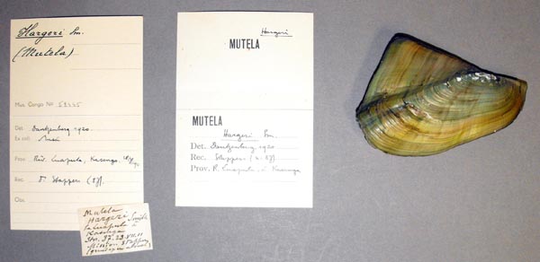 specimen