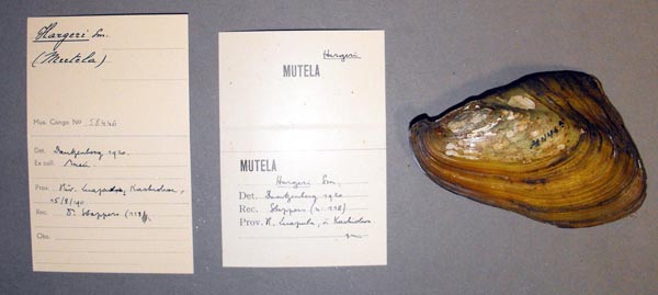 specimen