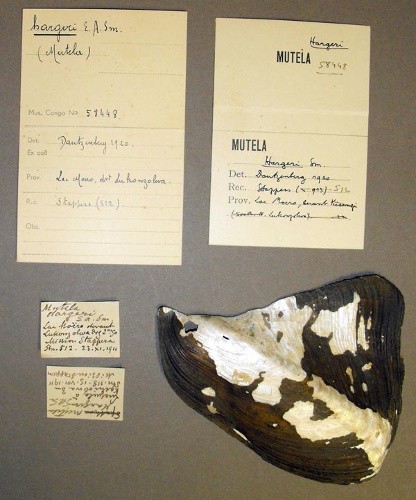 specimen