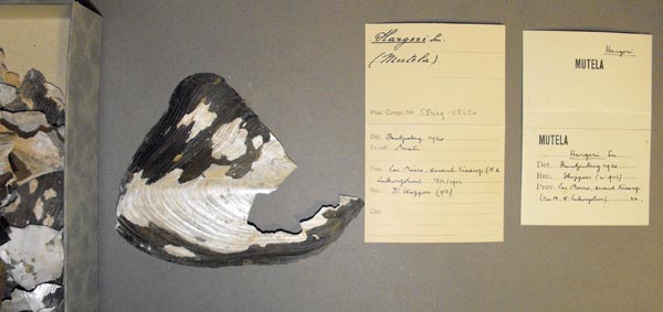 specimen