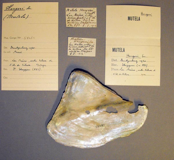 specimen