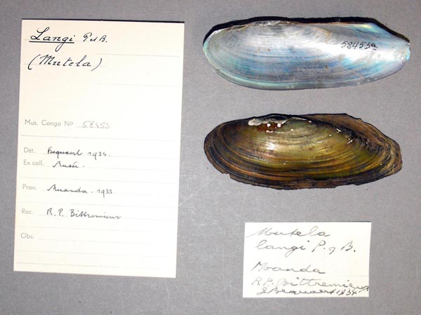 specimen