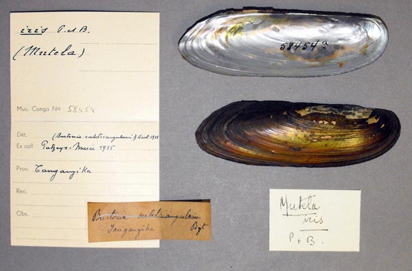 specimen