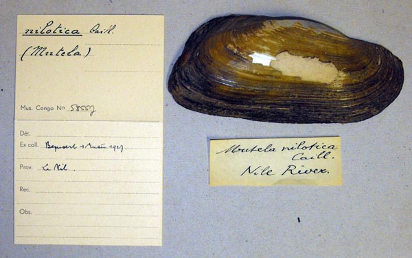 specimen