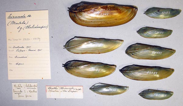 specimen