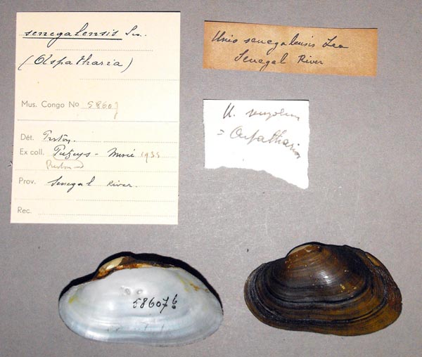 specimen
