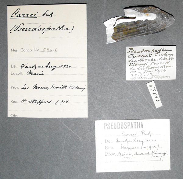 specimen