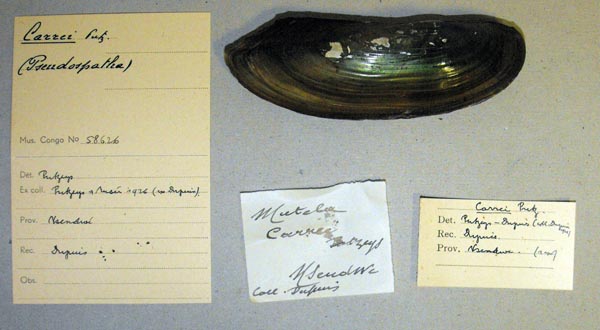 image of lot MRAC_58626 image of lot MRAC_58626