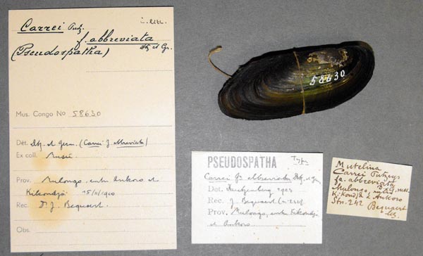 specimen