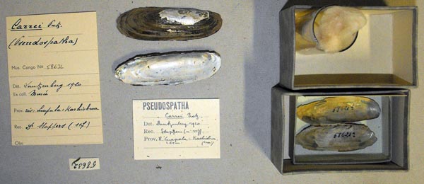specimen