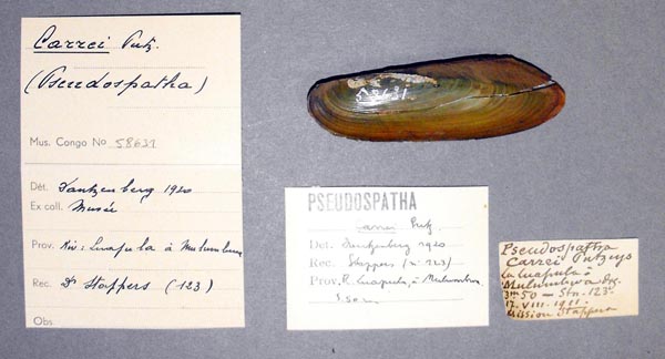 specimen