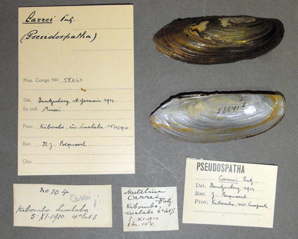 specimen