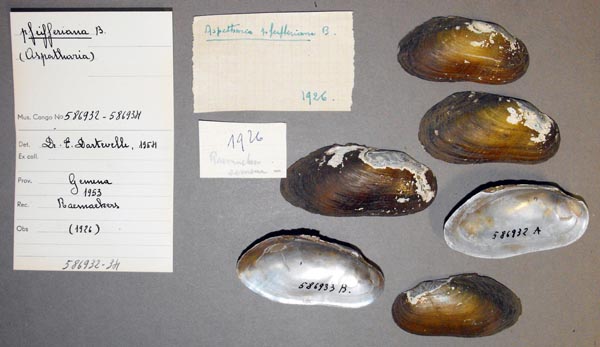 specimen