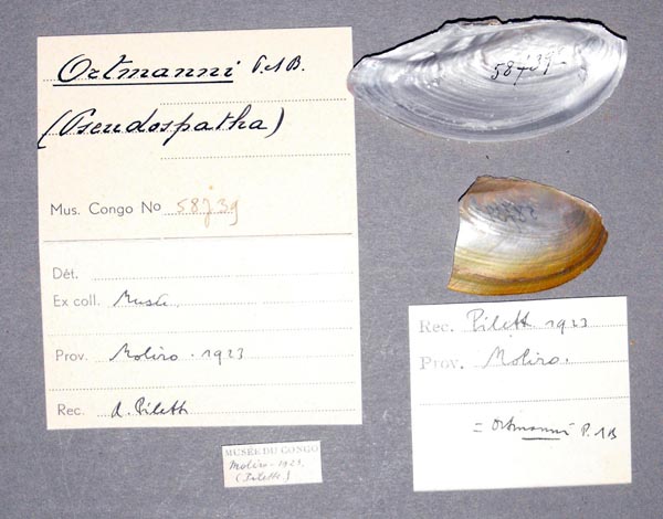 specimen