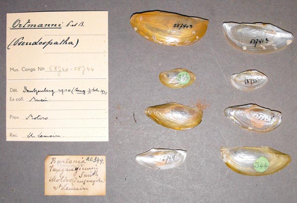 specimen