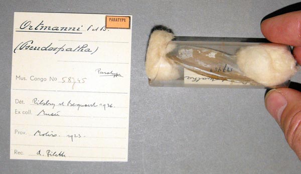specimen