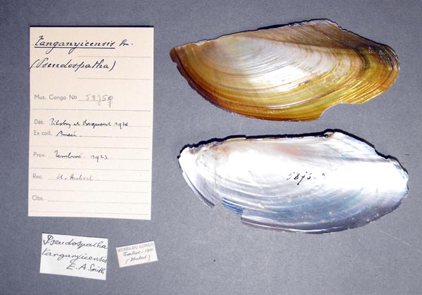 specimen