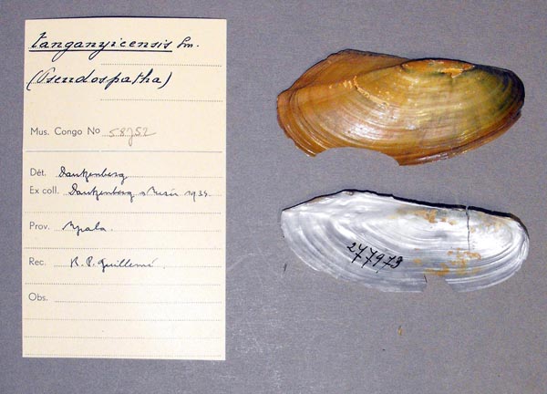 specimen