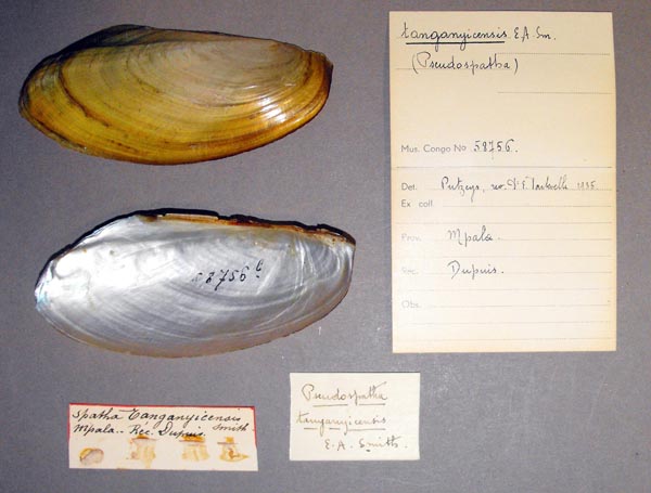 specimen