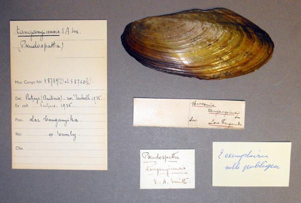 specimen