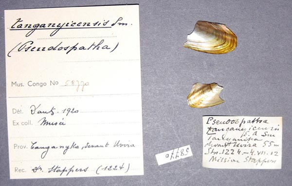 specimen