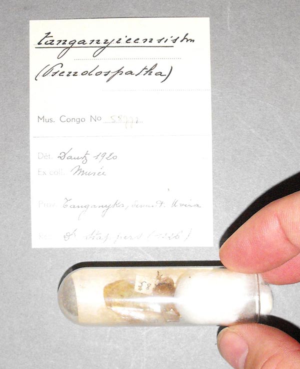 specimen