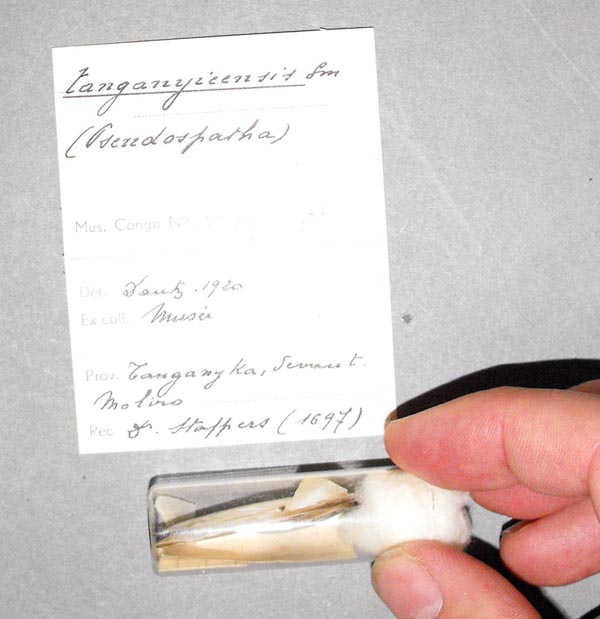 specimen