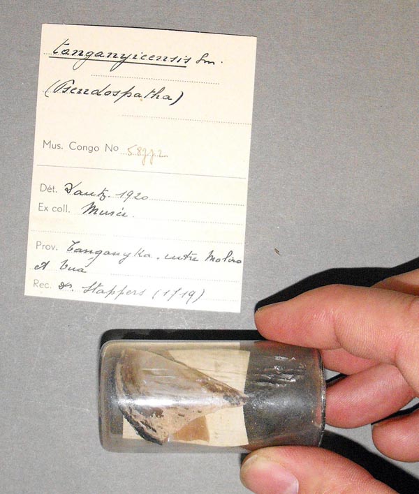 specimen