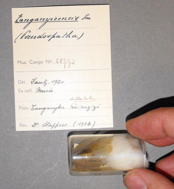 specimen